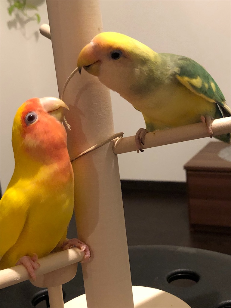 f:id:tef_rose:20190516004806j:image