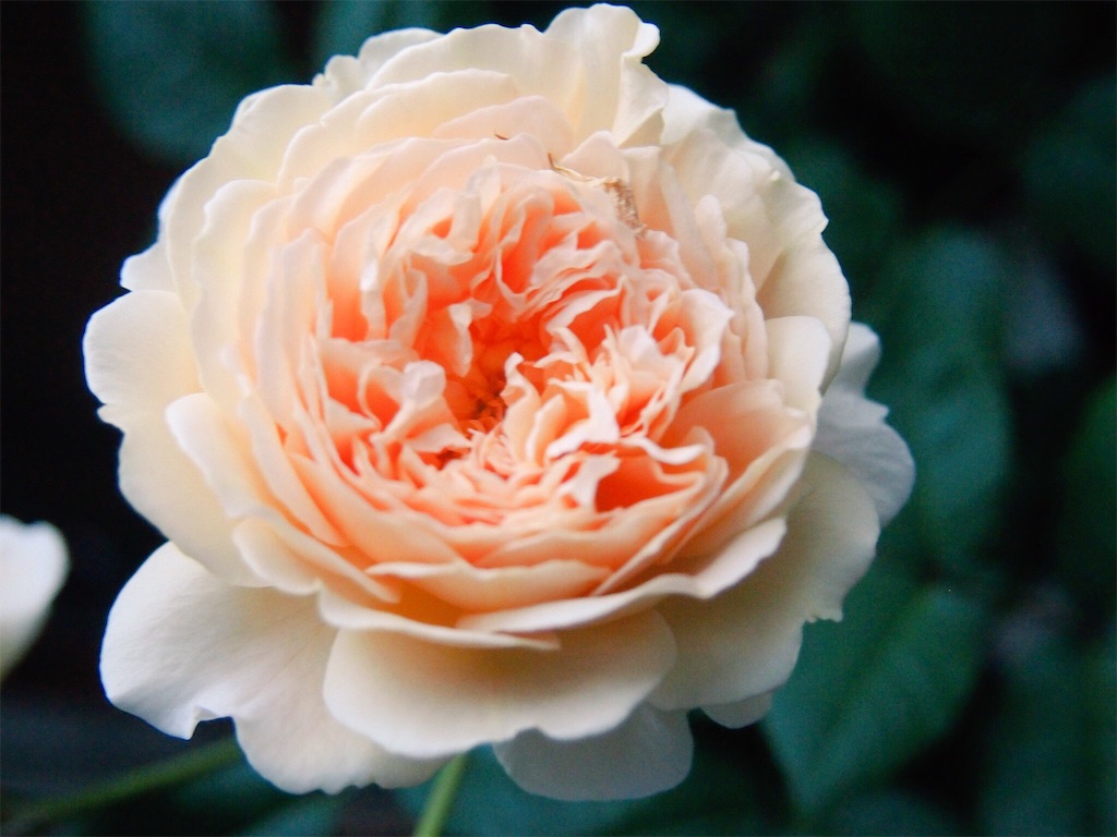 f:id:tef_rose:20190516011145j:image