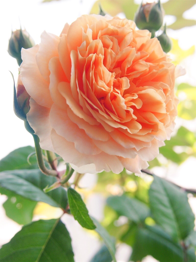 f:id:tef_rose:20190516011149j:image