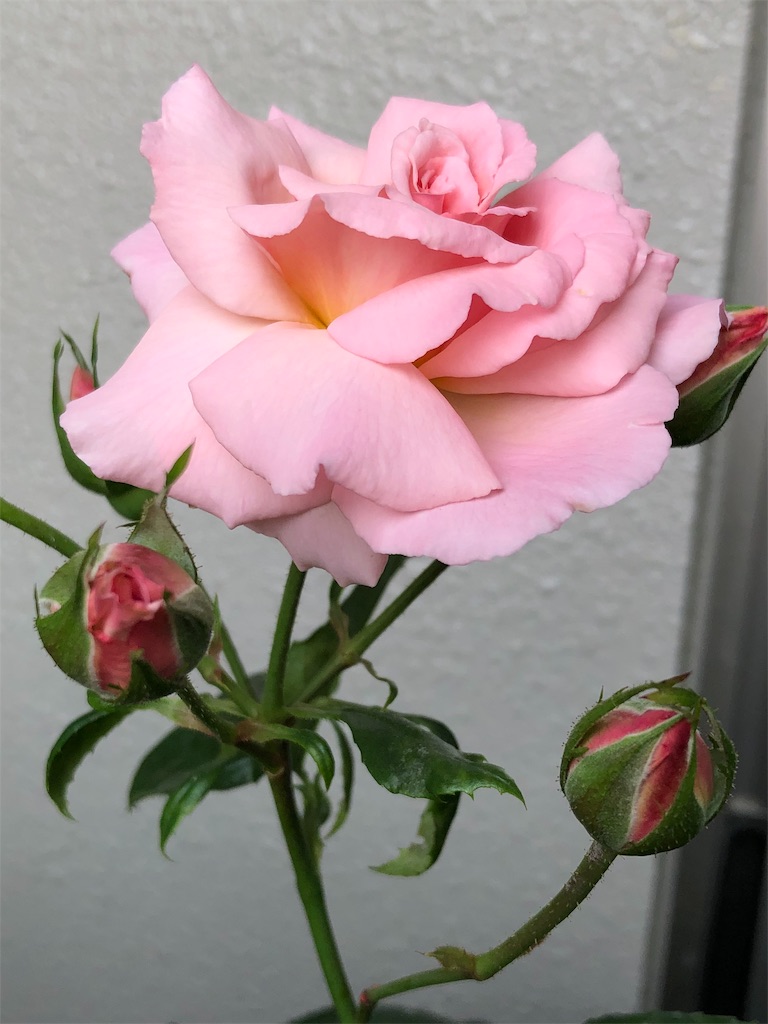 f:id:tef_rose:20190516012243j:image