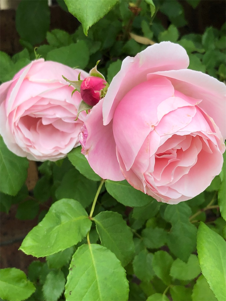 f:id:tef_rose:20190516021617j:image