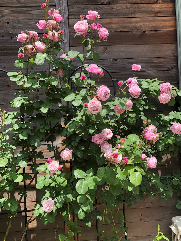 f:id:tef_rose:20190516021624j:image