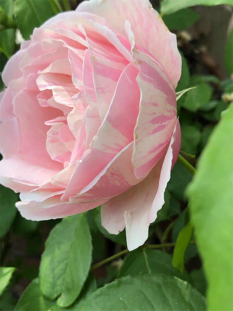 f:id:tef_rose:20190516021632j:image