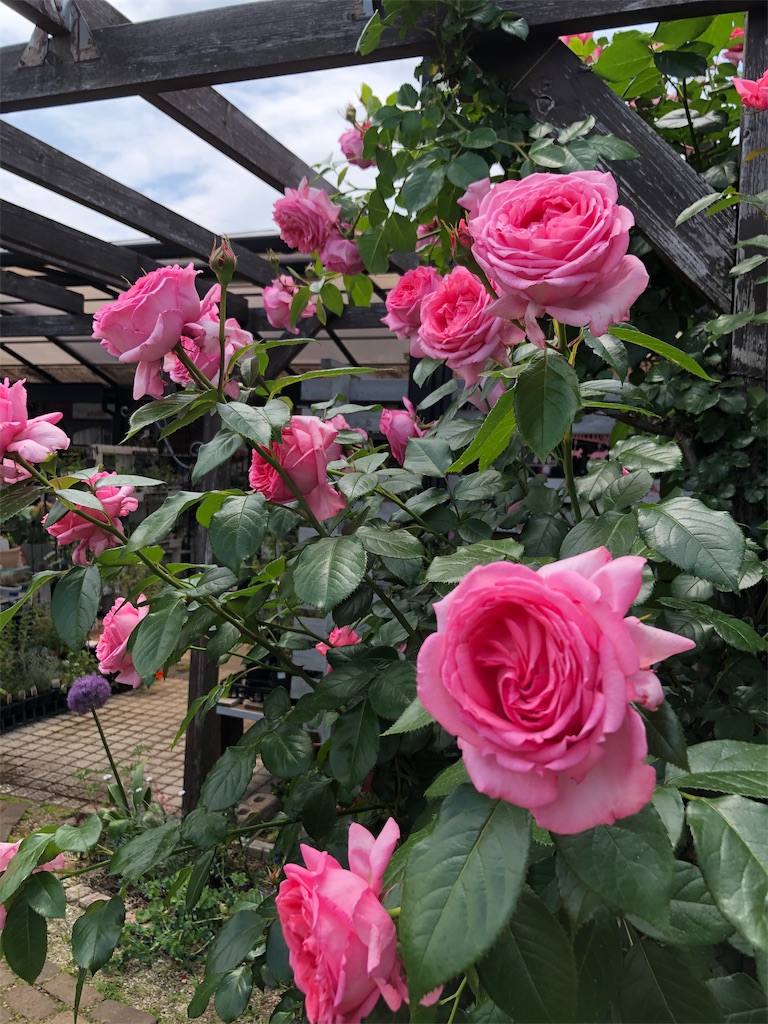 f:id:tef_rose:20190516021639j:image