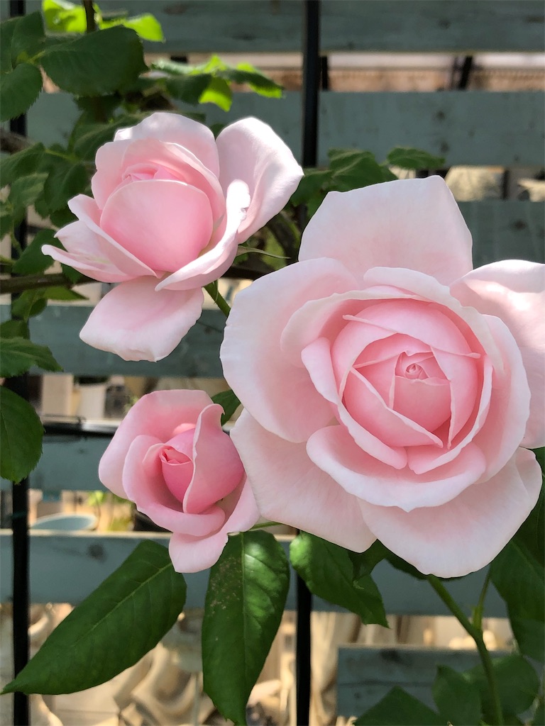 f:id:tef_rose:20190516021642j:image