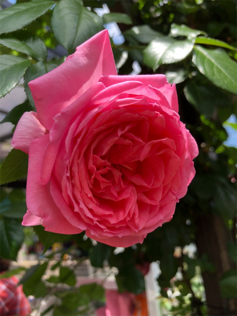 f:id:tef_rose:20190516021645j:image