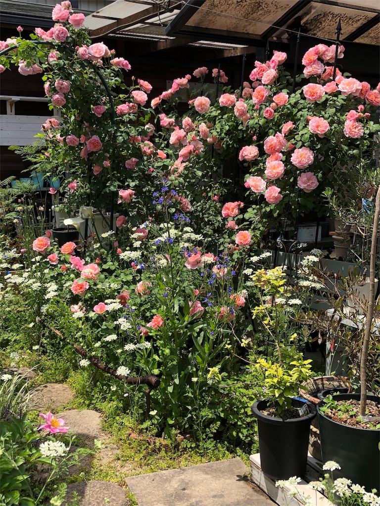 f:id:tef_rose:20190516021651j:image