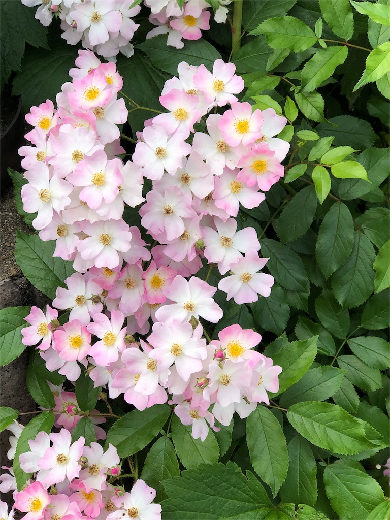 f:id:tef_rose:20190516021655j:image