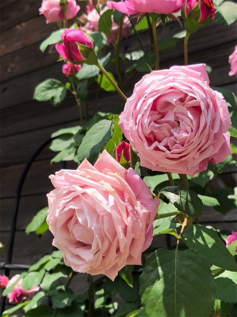 f:id:tef_rose:20190516021701j:image