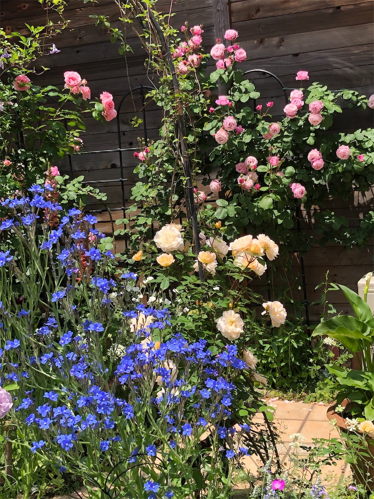 f:id:tef_rose:20190516021708j:image