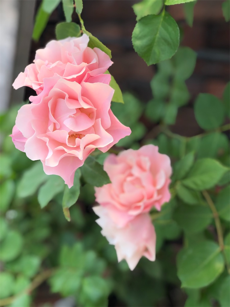 f:id:tef_rose:20190516021711j:image