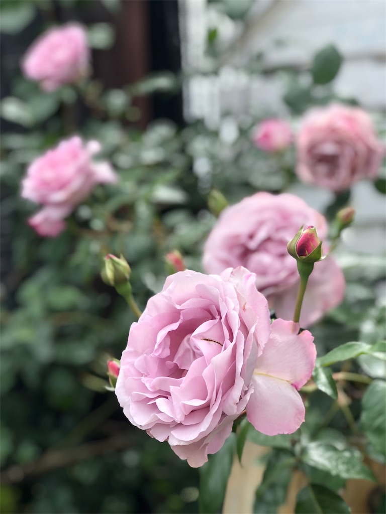 f:id:tef_rose:20190516021930j:image