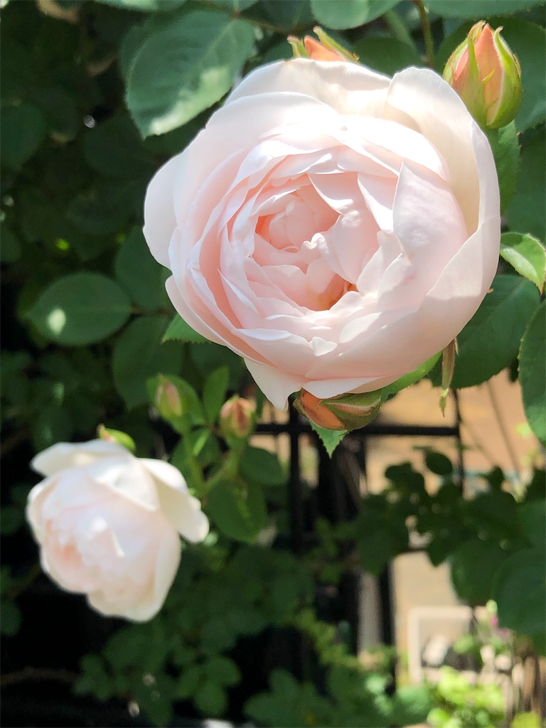 f:id:tef_rose:20190516021936j:image