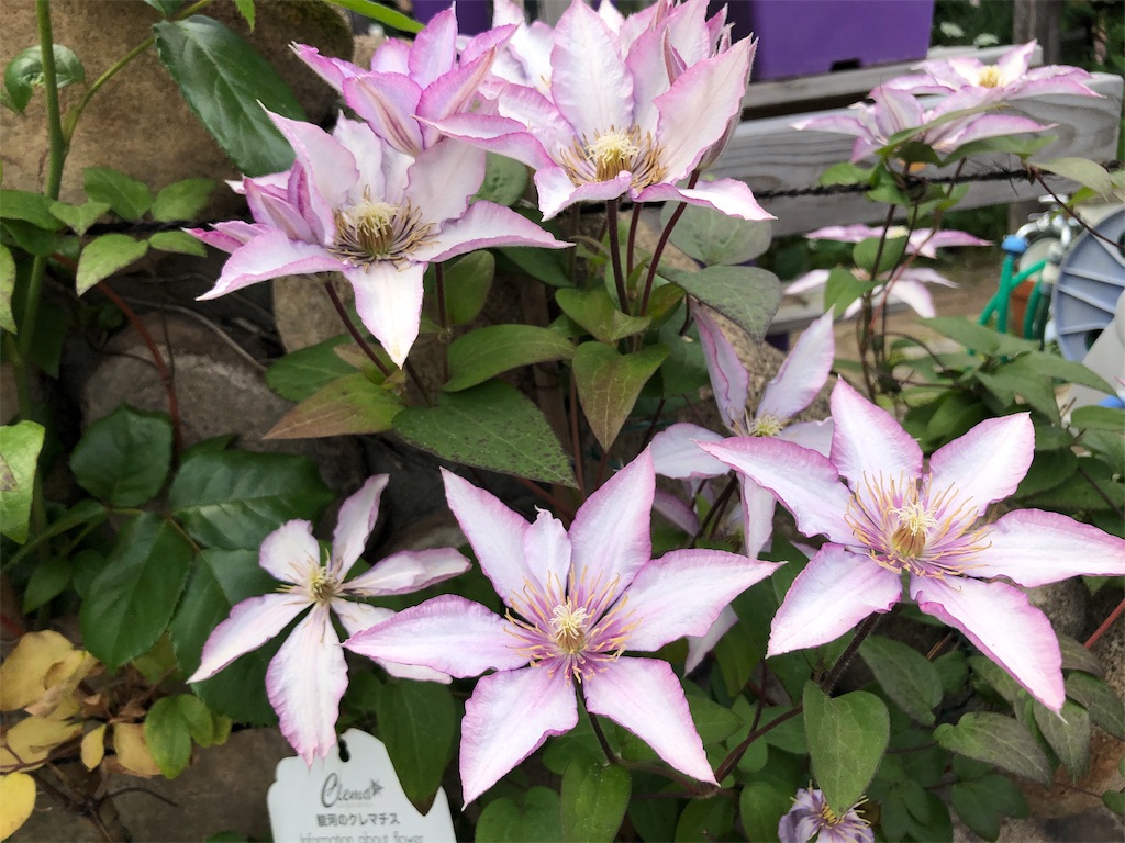 f:id:tef_rose:20190516021938j:image