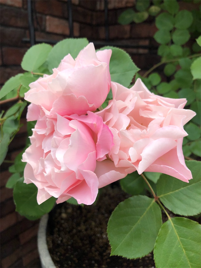 f:id:tef_rose:20190516022004j:image