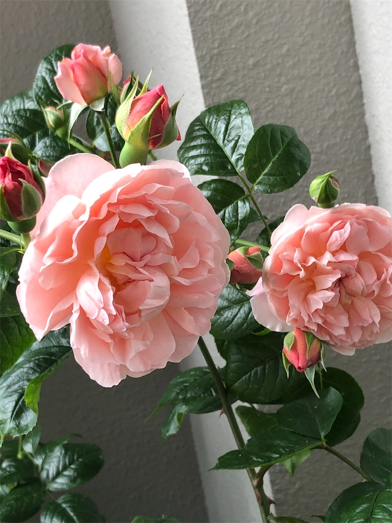 f:id:tef_rose:20190516024301j:image