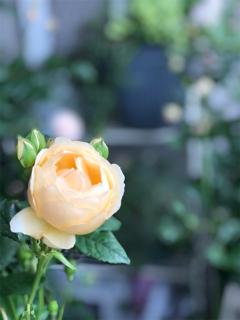 f:id:tef_rose:20190516024314j:image