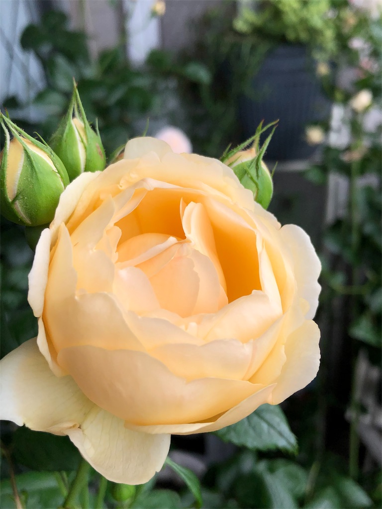 f:id:tef_rose:20190516024338j:image