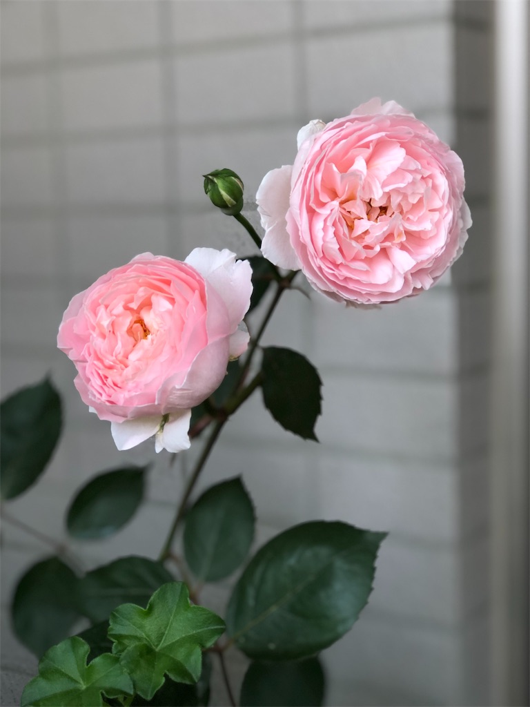 f:id:tef_rose:20190516223340j:image