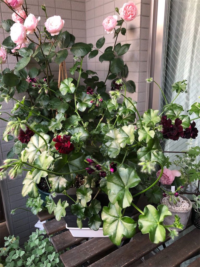 f:id:tef_rose:20190516223415j:image
