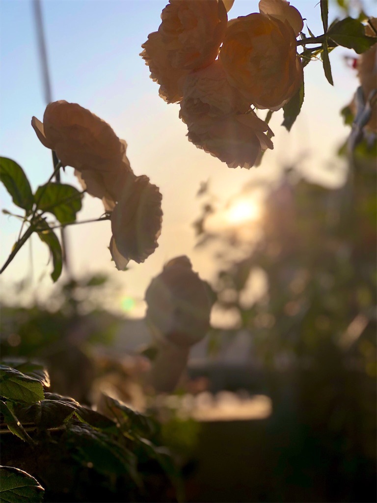 f:id:tef_rose:20190516233340j:image