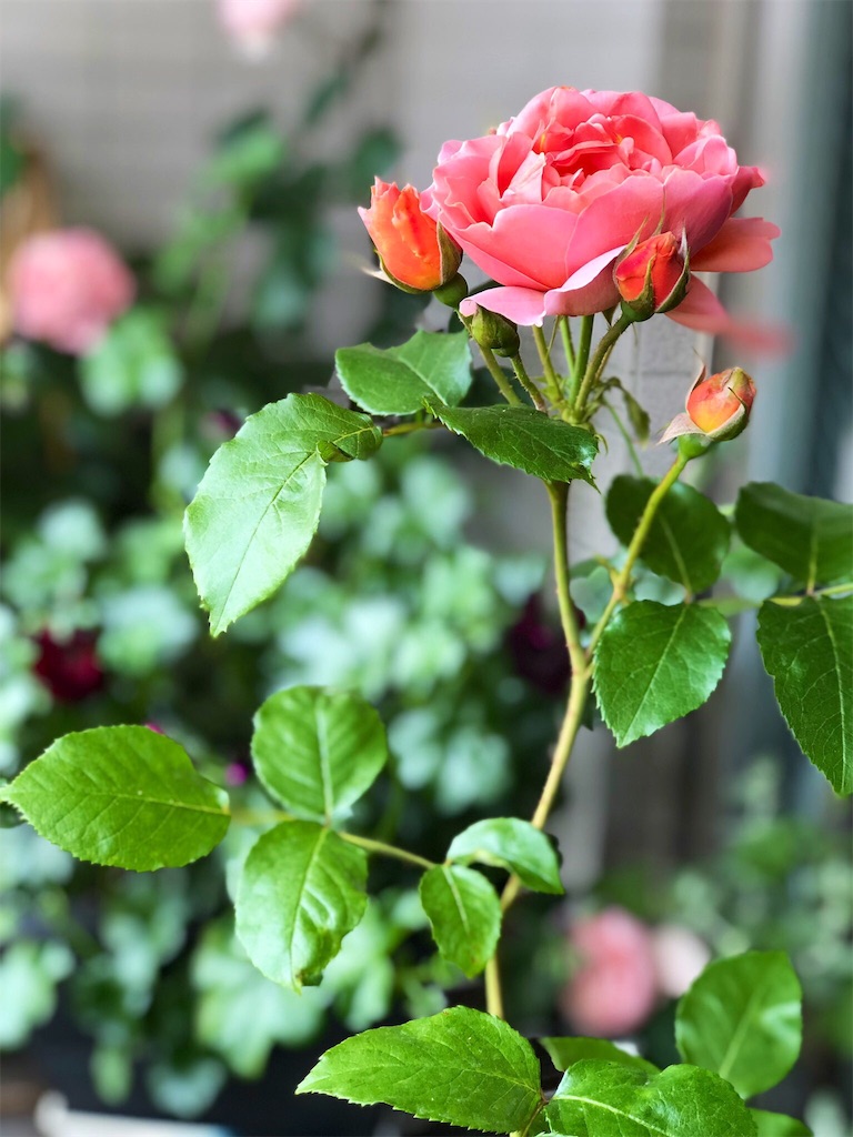 f:id:tef_rose:20190516233602j:image
