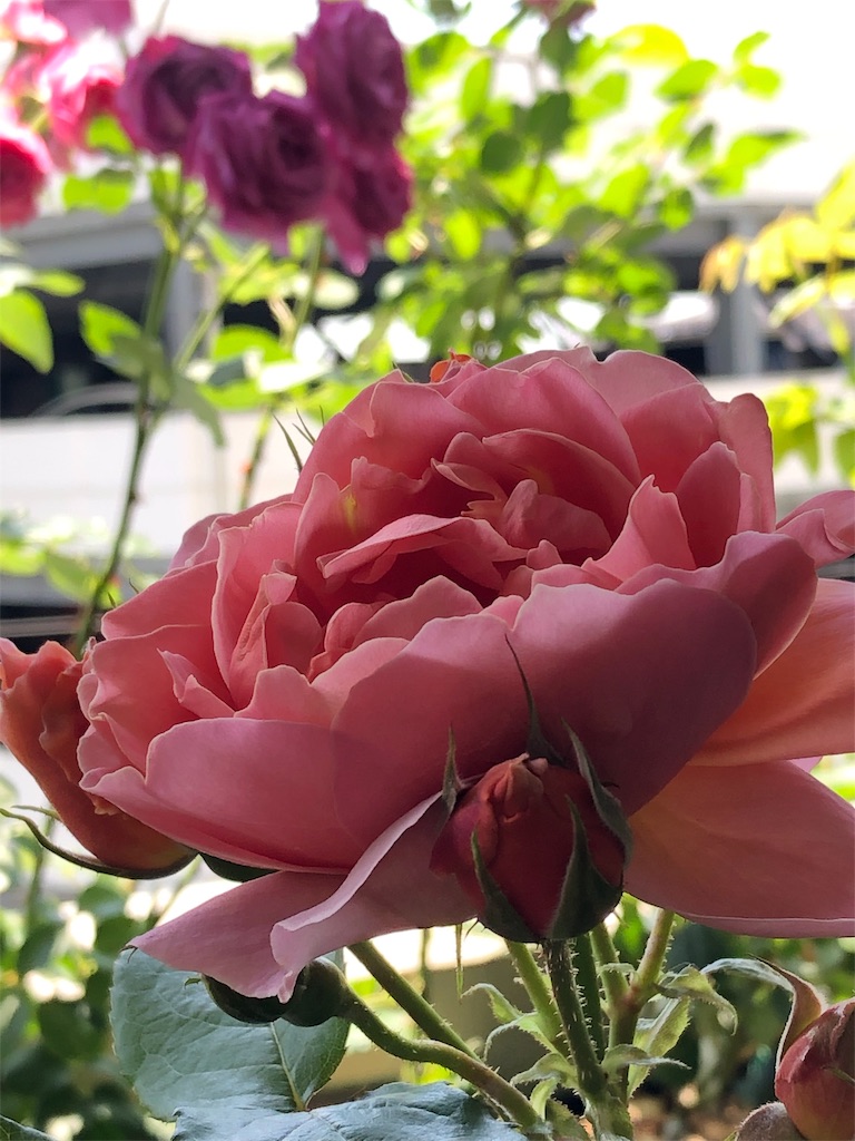 f:id:tef_rose:20190517021953j:image