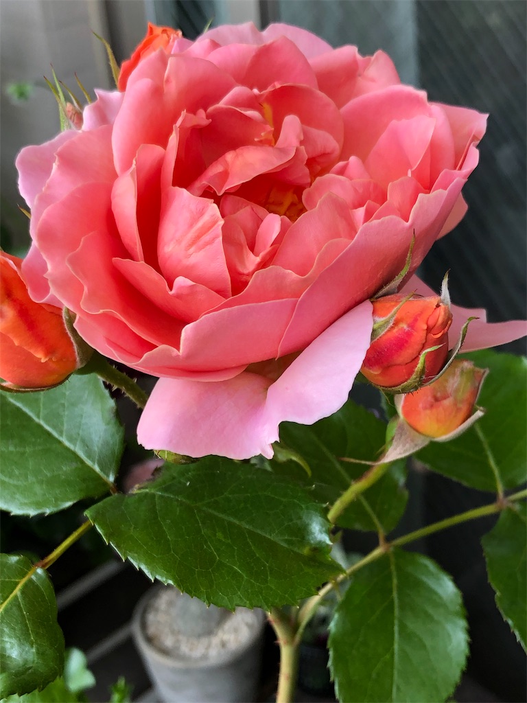 f:id:tef_rose:20190517021956j:image