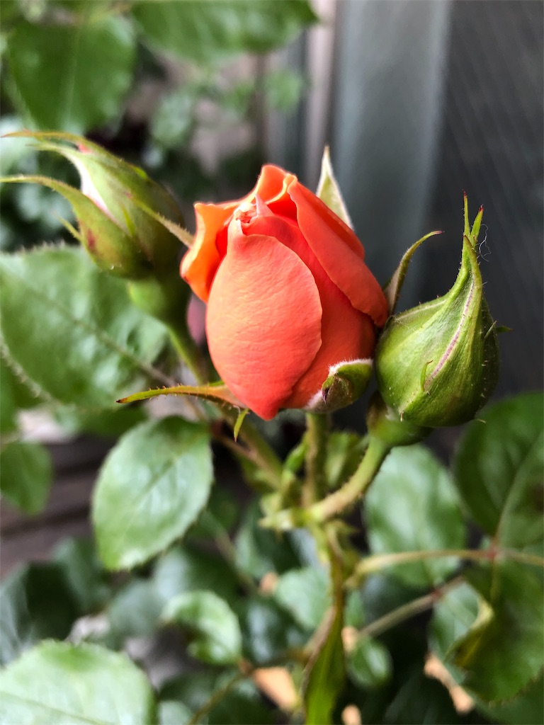 f:id:tef_rose:20190517022000j:image