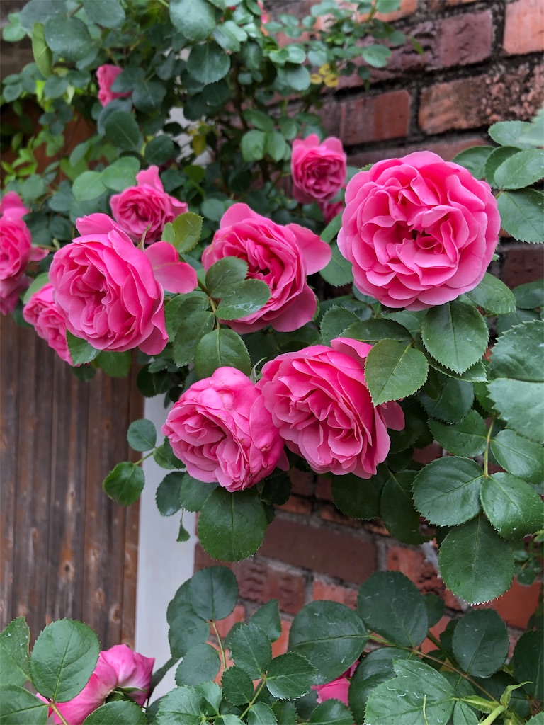 f:id:tef_rose:20190518220851j:image