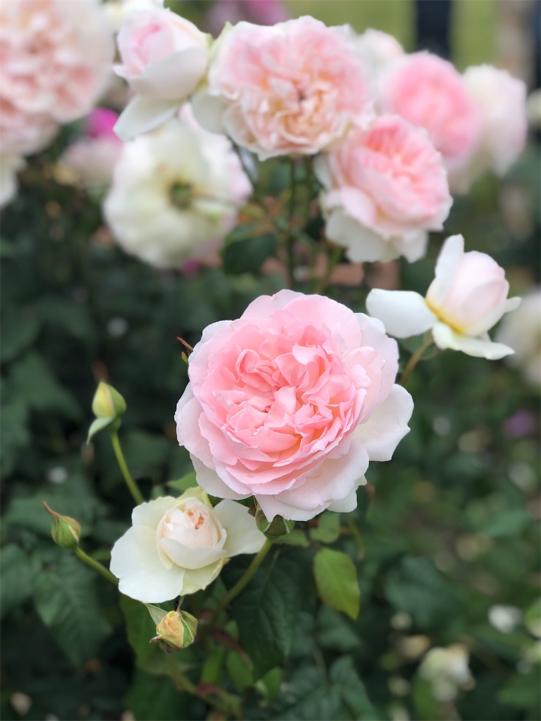 f:id:tef_rose:20190518220902j:image