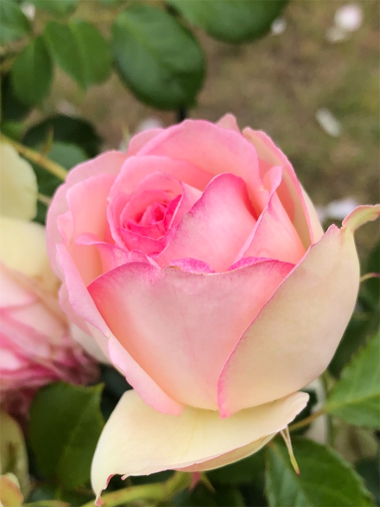 f:id:tef_rose:20190518220906j:image