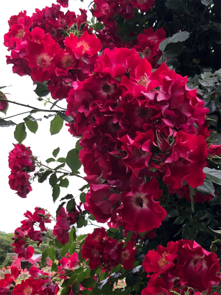 f:id:tef_rose:20190518220929j:image