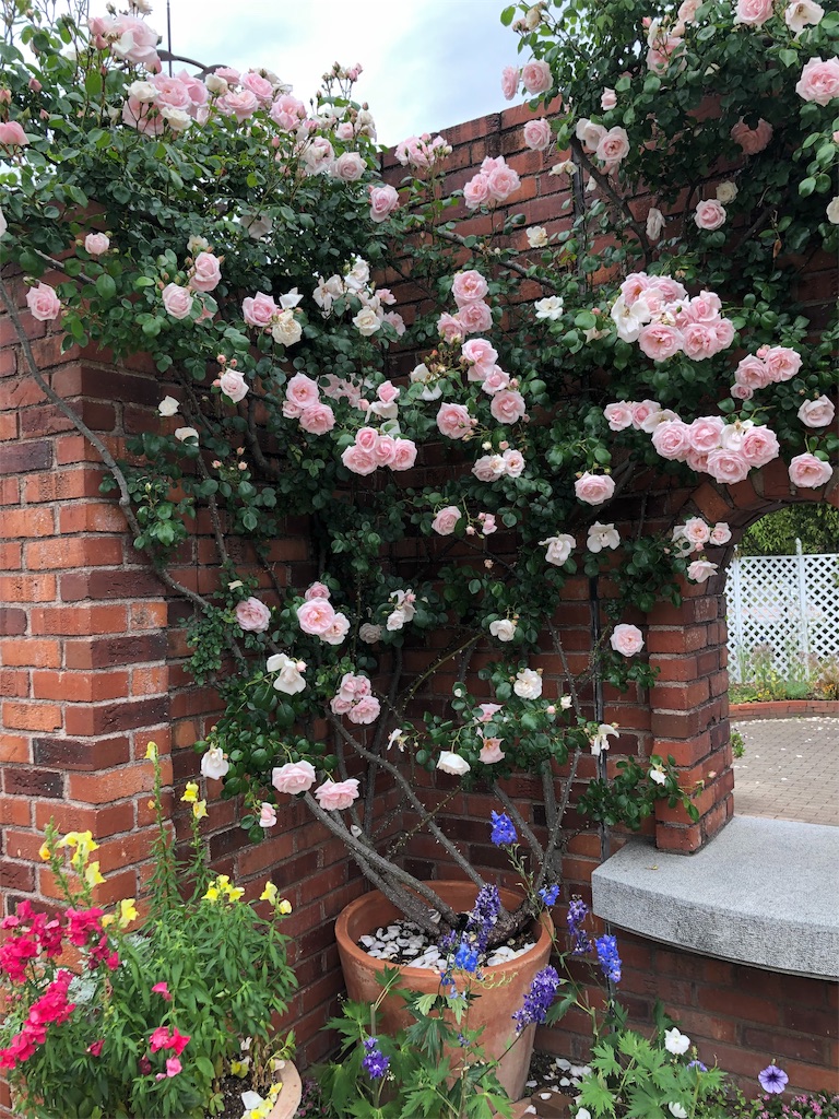 f:id:tef_rose:20190518220935j:image