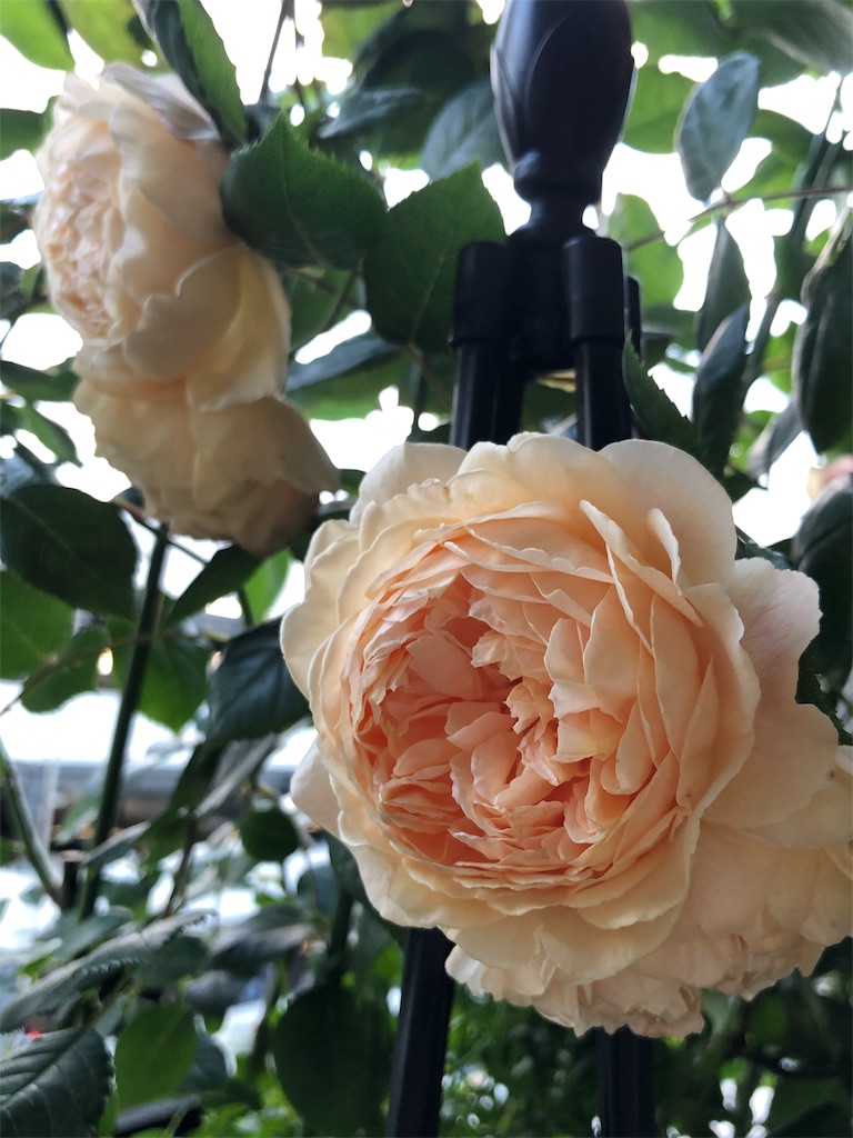 f:id:tef_rose:20190519021715j:image