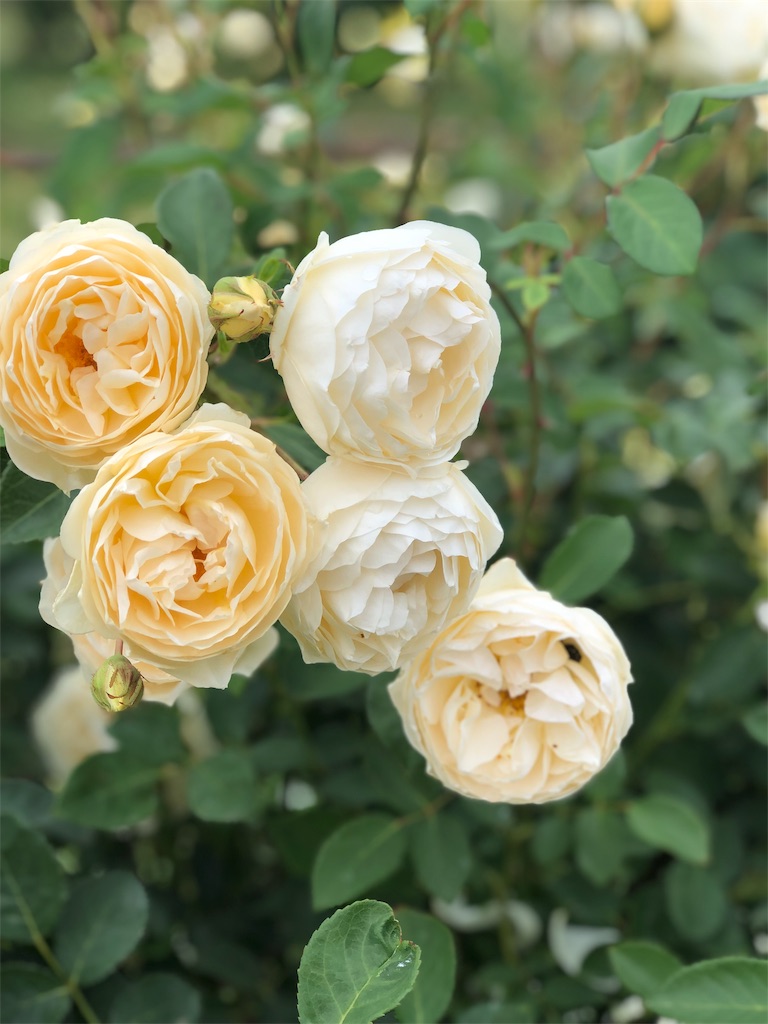 f:id:tef_rose:20190519021739j:image
