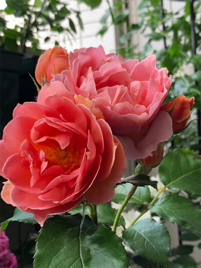 f:id:tef_rose:20190519144907j:image