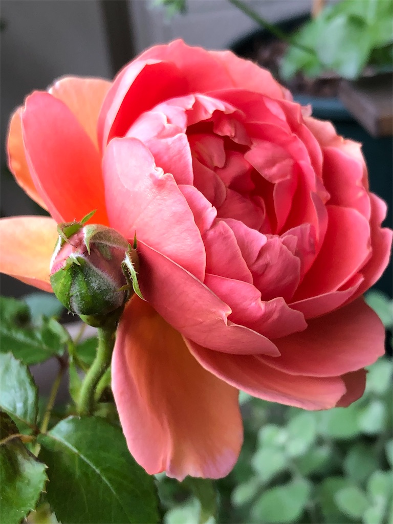 f:id:tef_rose:20190519144910j:image
