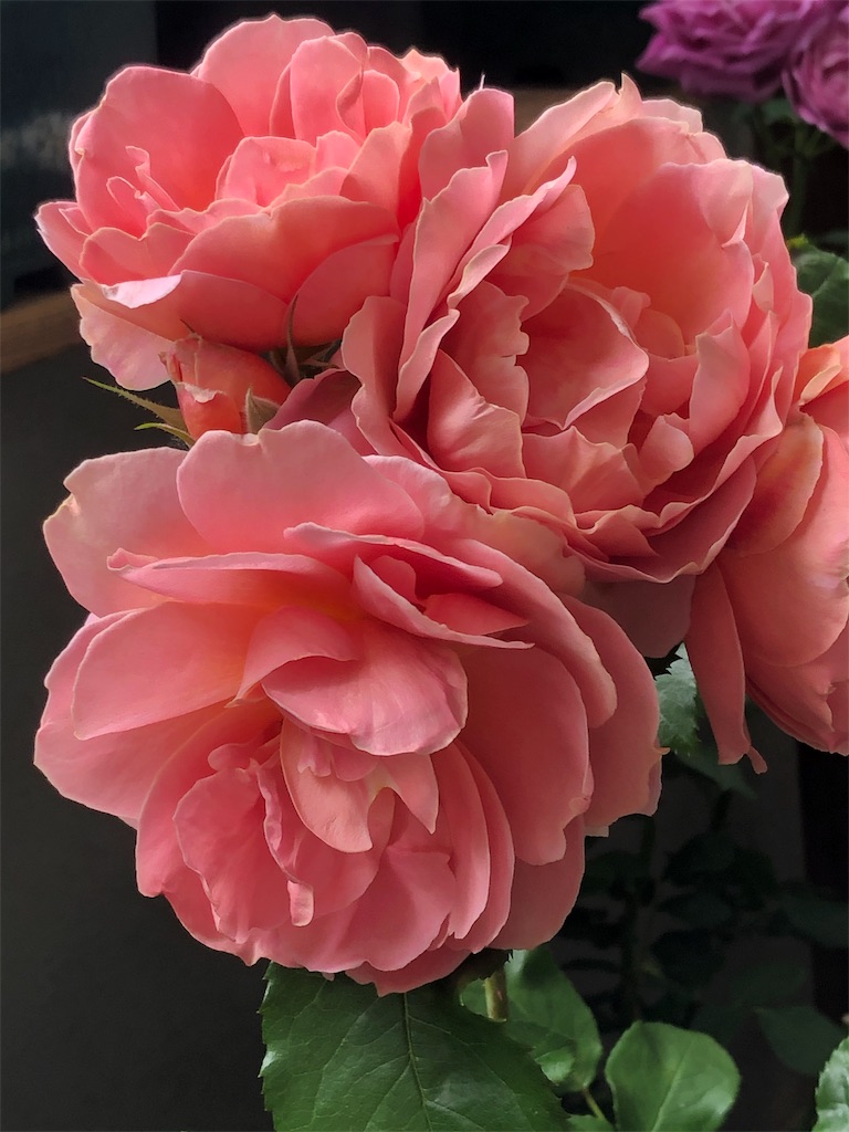 f:id:tef_rose:20190519144913j:image