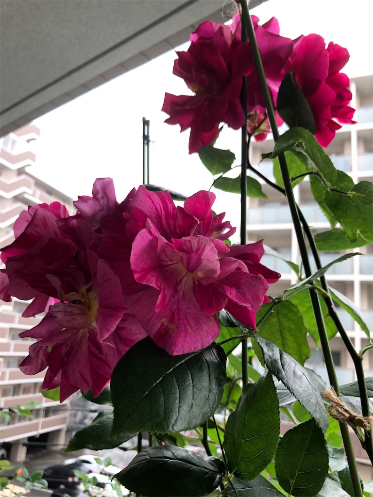 f:id:tef_rose:20190522025832j:image
