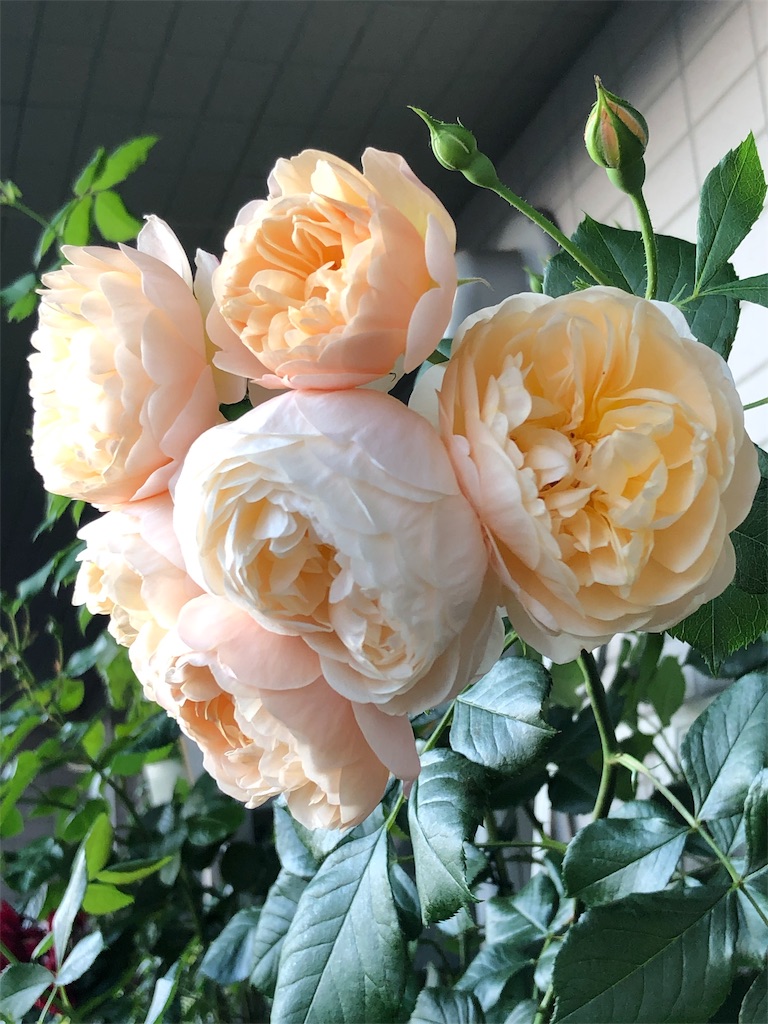 f:id:tef_rose:20190522025903j:image