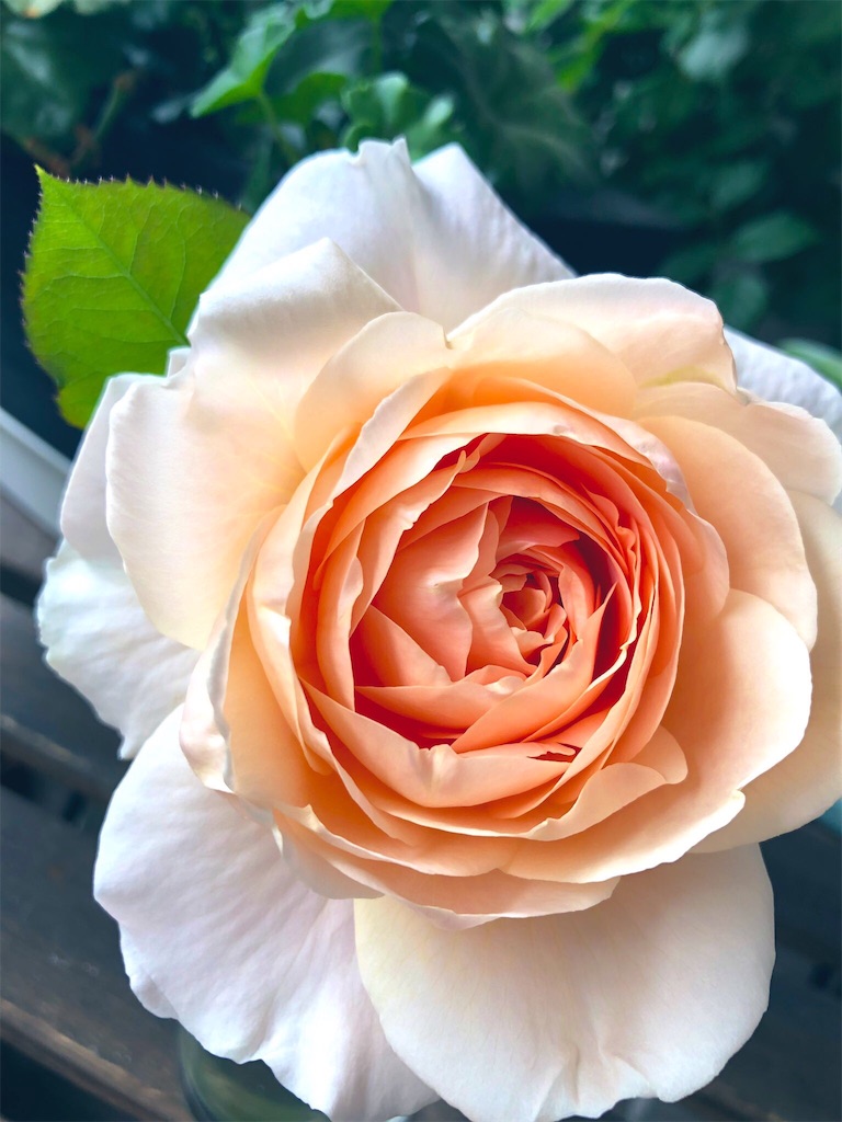 f:id:tef_rose:20190522030131j:image