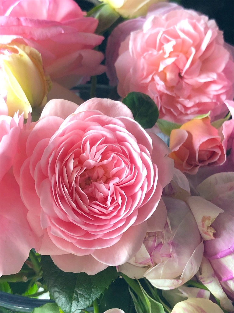 f:id:tef_rose:20190522030259j:image