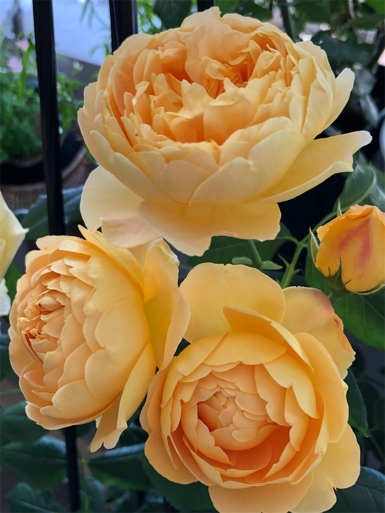 f:id:tef_rose:20190522030347j:image