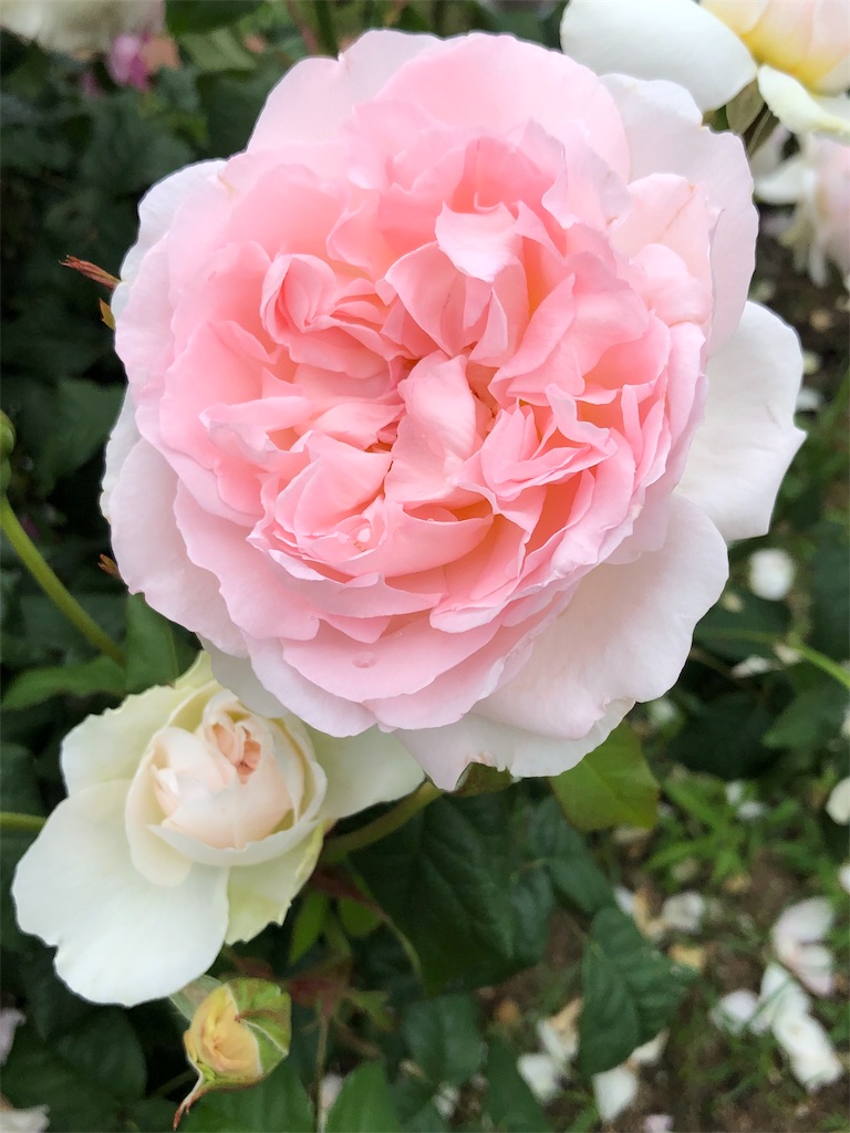 f:id:tef_rose:20190522030403j:image