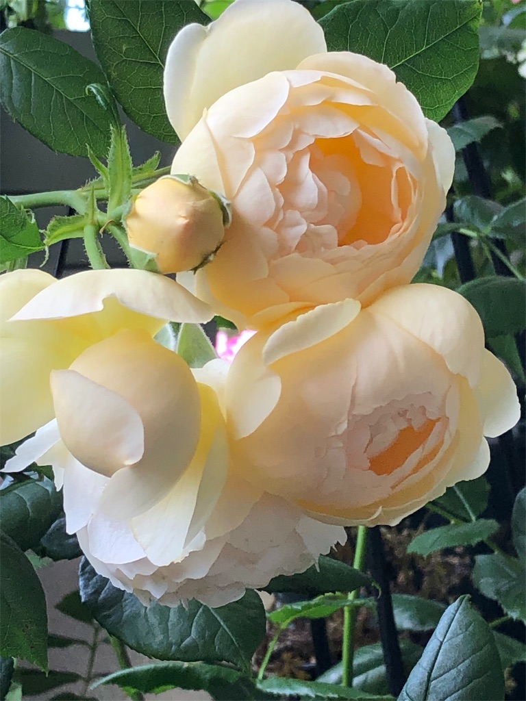 f:id:tef_rose:20190522030429j:image