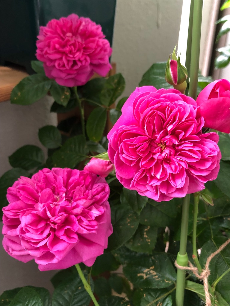 f:id:tef_rose:20190522030632j:image