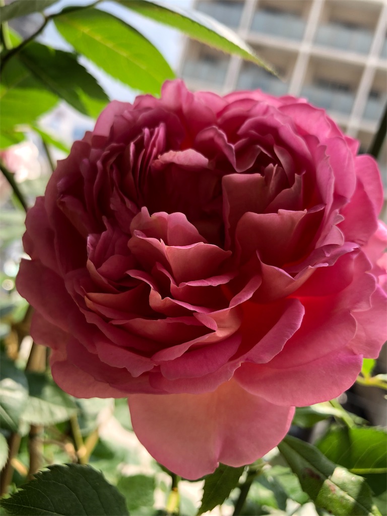f:id:tef_rose:20190522030742j:image