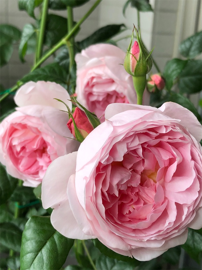 f:id:tef_rose:20190522031055j:image