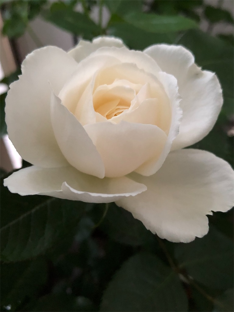 f:id:tef_rose:20190522031401j:image